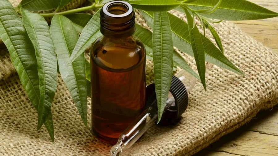 تاثیرات خواص روغن درخت چای بر پوست و مو