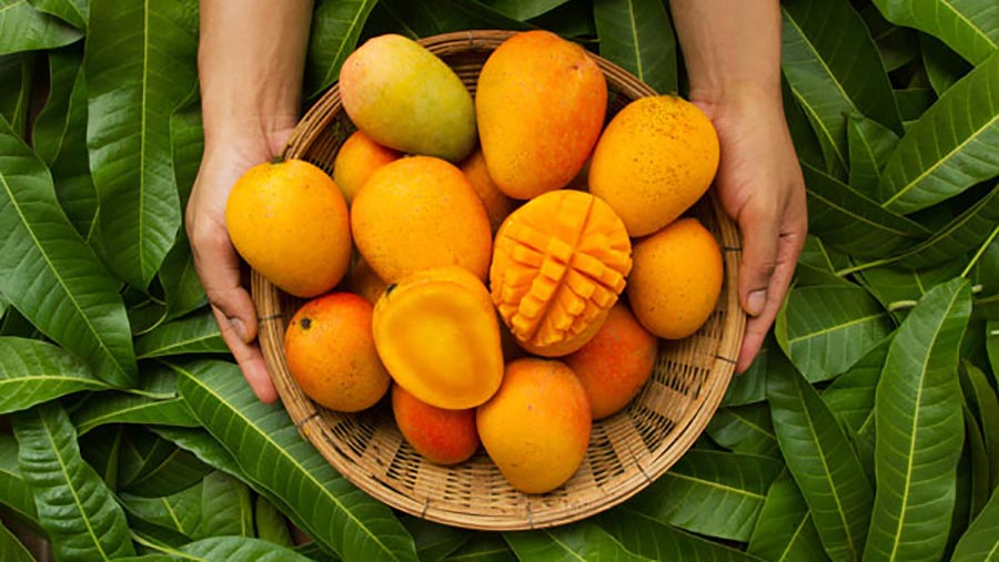 خواص روغن انبه
