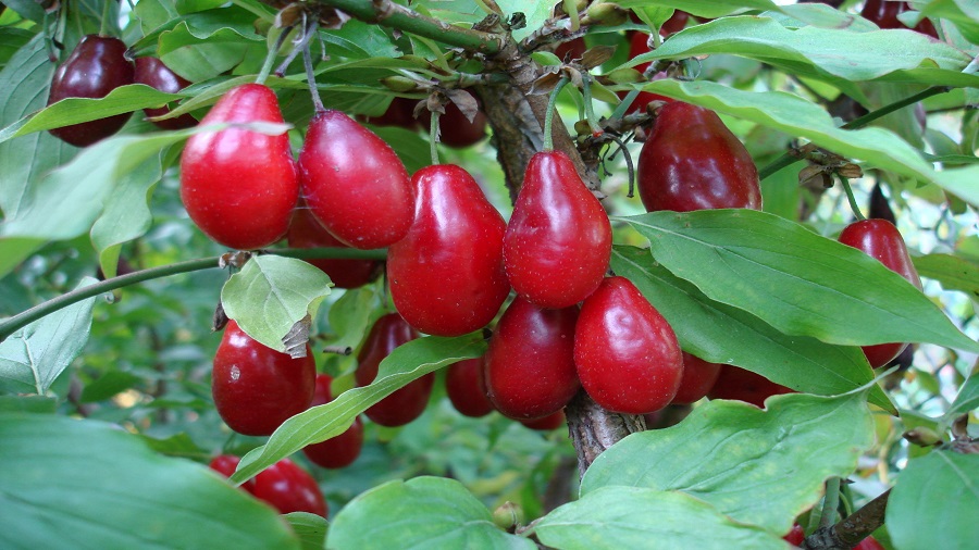 ماسک زغال اخته