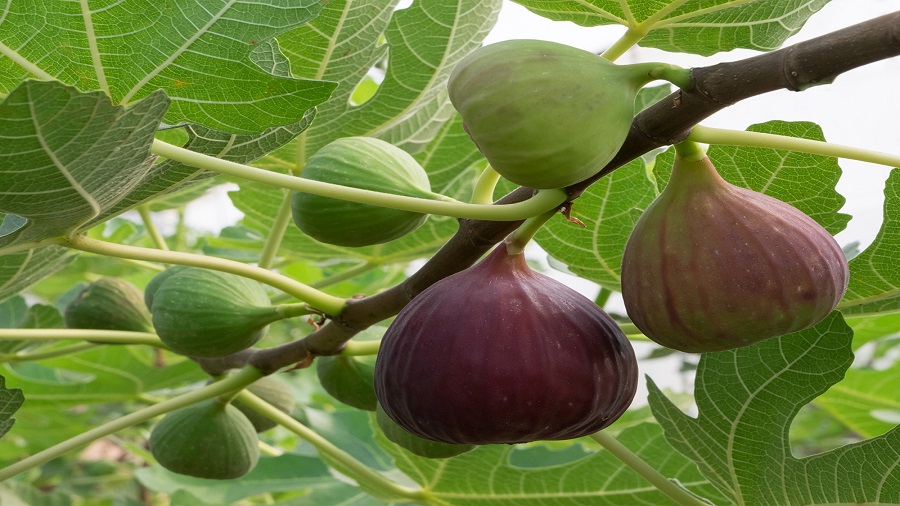 خواص انجیر