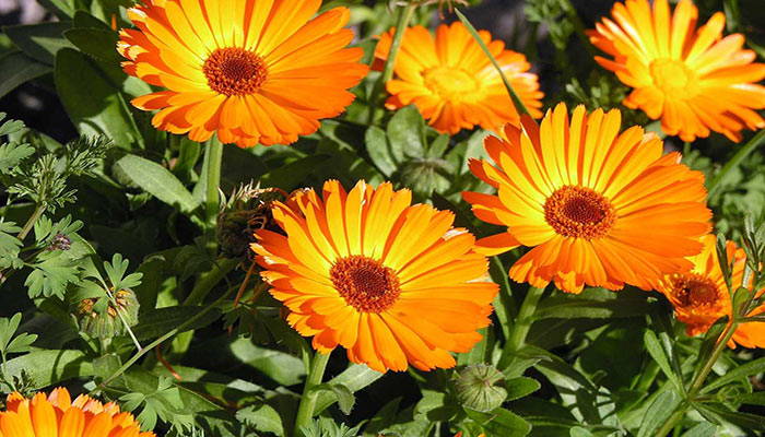 گل همیشه بهار موثر در درمان آلرژی ها 