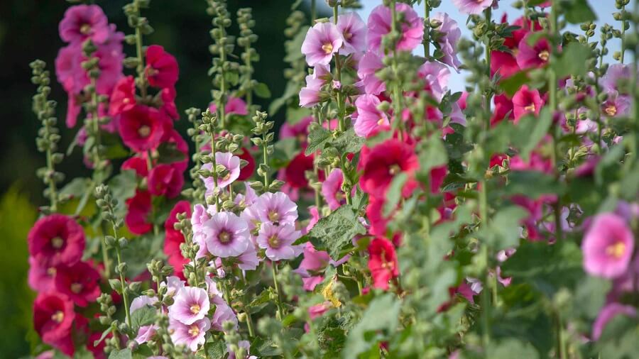 فواید گل ختمی برای پوست