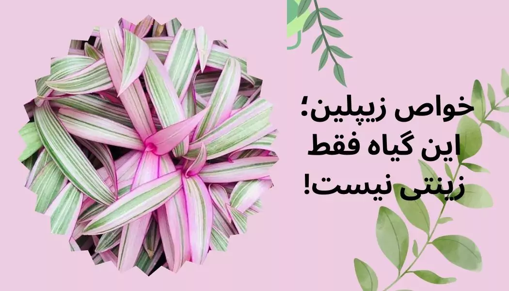 خواص زیپلین